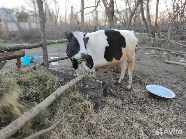 Корова(тёлка) купить на Зозу.ру - фотография № 4