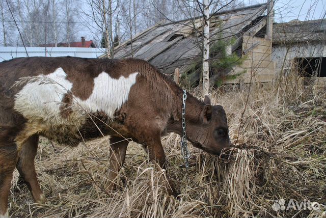Корова, тёлка купить на Зозу.ру - фотография № 2