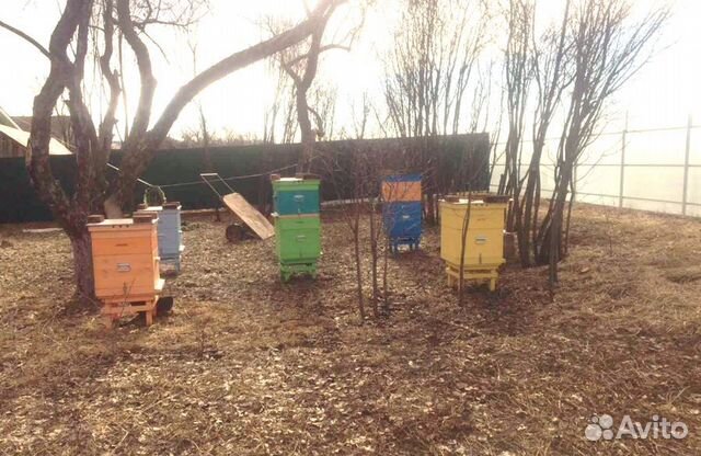 Карпатка -пчелосемья купить на Зозу.ру - фотография № 2