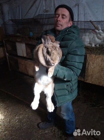 Кролик разного возроста купить на Зозу.ру - фотография № 9