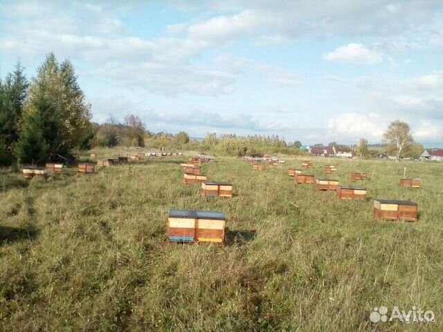 Пчеломатки F0,F1 купить на Зозу.ру - фотография № 6