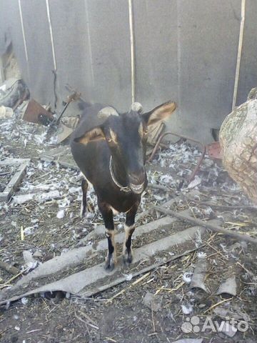 Камерунская коза купить на Зозу.ру - фотография № 4