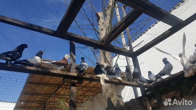Бойные таджикские голуби купить на Зозу.ру - фотография № 10