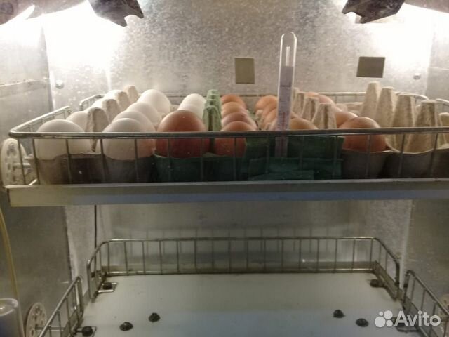 Яйцо несушки инкубационное купить на Зозу.ру - фотография № 1