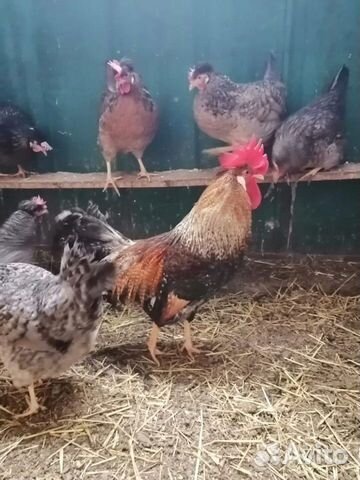 Цыплята легбара (инкубационные яйца) купить на Зозу.ру - фотография № 3