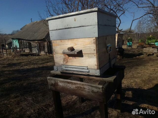 Ульи, пчелы купить на Зозу.ру - фотография № 5