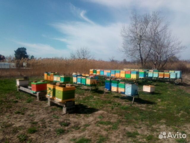 Пчелопакеты и прием заявок на маток "Карника F1" купить на Зозу.ру - фотография № 7