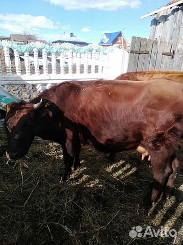 Дойная корова с теленком купить на Зозу.ру - фотография № 2