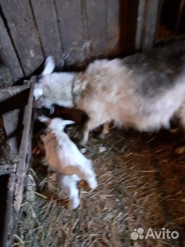 Козочка и козлик рождены 6 февраля, коза с козленк купить на Зозу.ру - фотография № 2