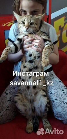 Саванна f1, Лучшие котята купить на Зозу.ру - фотография № 9