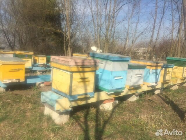 Пчёлы купить на Зозу.ру - фотография № 4