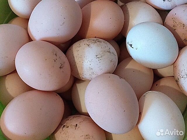 Инкубационные яйца. Адлеровская серебристая, и дом купить на Зозу.ру - фотография № 4