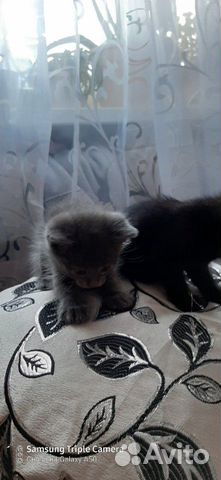 Котята
