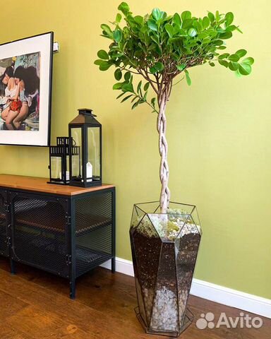 Кашпо, фикус Бенджамина