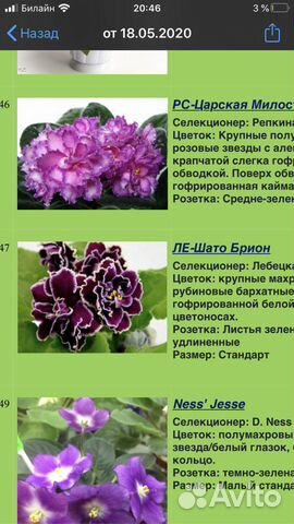 Фиалка сенполия цвётут Фиалка сенполия цвётут