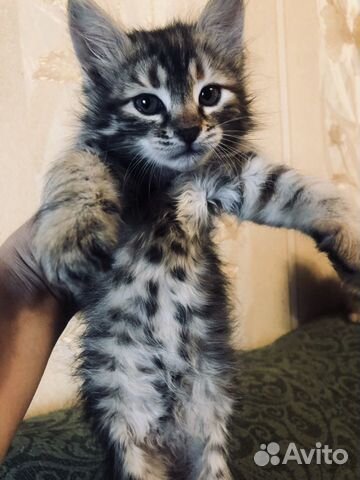 Котёнок -девочка, 2 мес