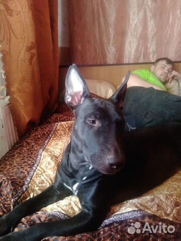 Отдам собаку в ответственные руки Отдам собаку в ответственные руки