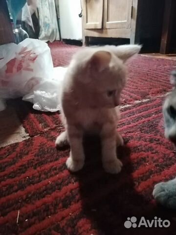 Kittens