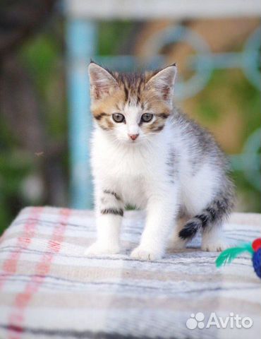 Котенок
