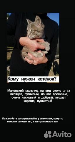 Помогите пожалуйста найти котёнку дом купить на Зозу.ру - фотография № 1