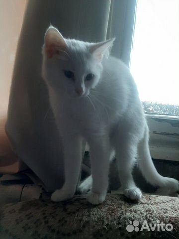 Дарю котят Дарю котят