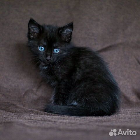 Котят в добрые руки Котят в добрые руки