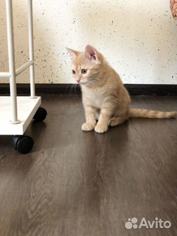 Кошка