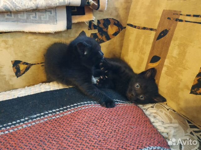 Котята в добрые руки Котята в добрые руки