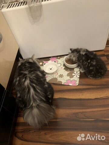 Котёнок Курильский бобтейл