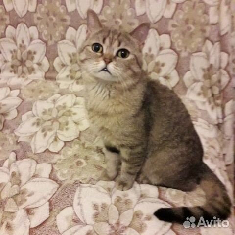 Шотландский котик в добрые руки Шотландский котик в добрые руки