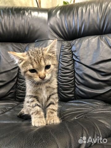Веселые котята