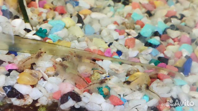 Жёлтые ампулярии, креветки