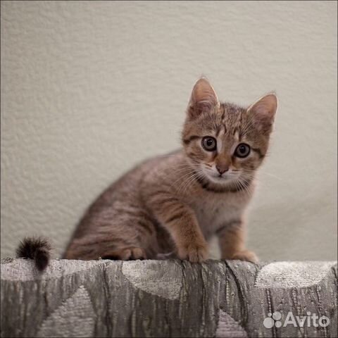 Котёнок в ласковые руки Котёнок в ласковые руки