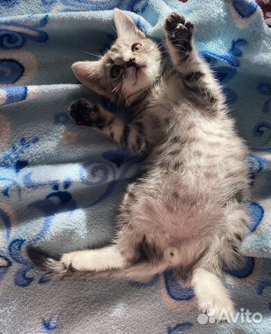Котенок шотландский Котенок шотландский