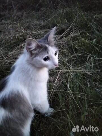 Кошка Кошка