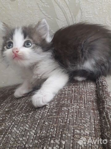 Кошечка