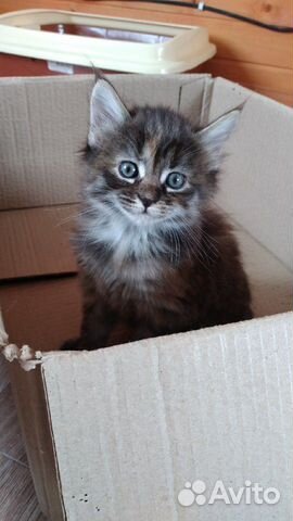 Кошка Кошка