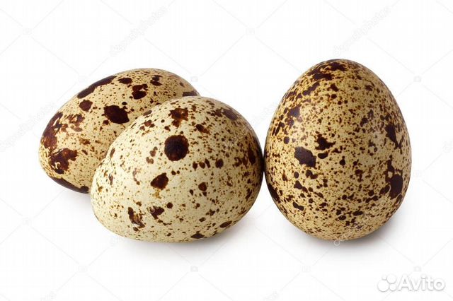 Яйца перепелиные домашние свежие и инкубационные