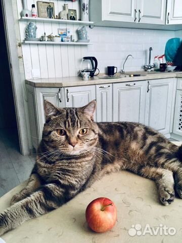 Вязка Шотландский кот