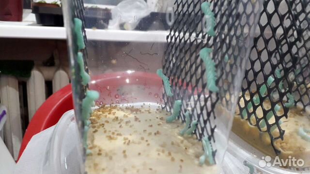 Корм для экзотических животных