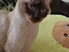 Сиамская кошка вязка