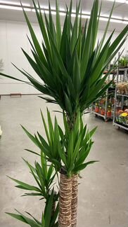 Пальма Юкка XL 4 Ствола H 175 см