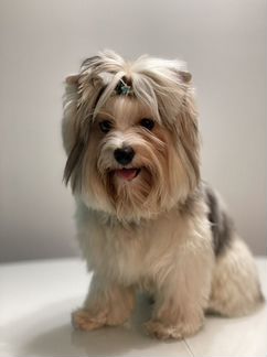 Вязка бивер йорк