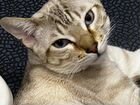 Бенгальские кот бесплатно объявление продам