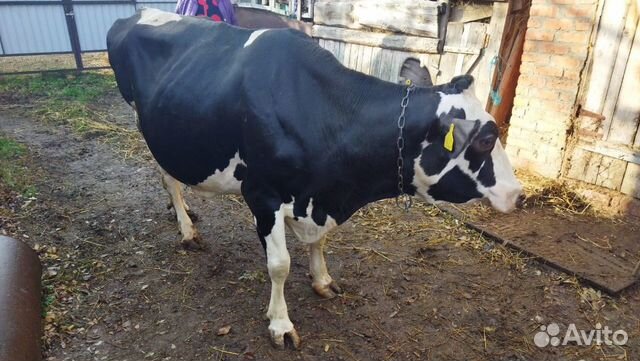 Продам корову  в Григорополисской | Животные и зоотовары | Авито