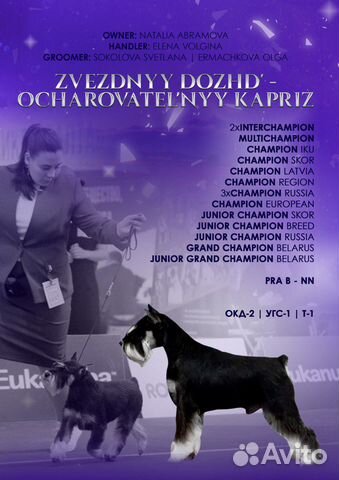 Цвергшнауцер вязка