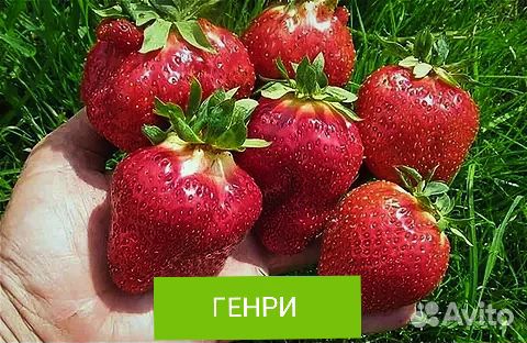 Генри рассада клубники (земляники садовой крупноп