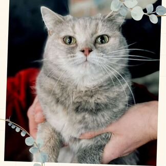 Пухля помесь с британкой ищет дом