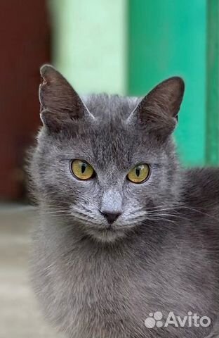 Красивая кошечка,Фенотип Русской голубой