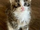 Сибирский котенок девочка объявление продам